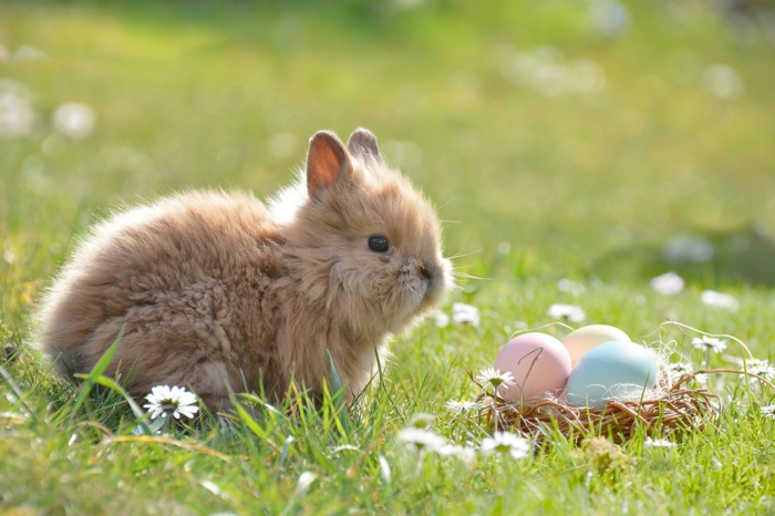ein süßes Kaninchen spielt der Osterhase, der Eier auf der Wiese versteckt haben, Ostereier natürlich färben